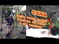 Cana pode ser plantada deste jeito também