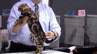 Champion American Shorthair Cat by VideoAdPower 107,318 views 15 years ago 1 minute, 25 seconds