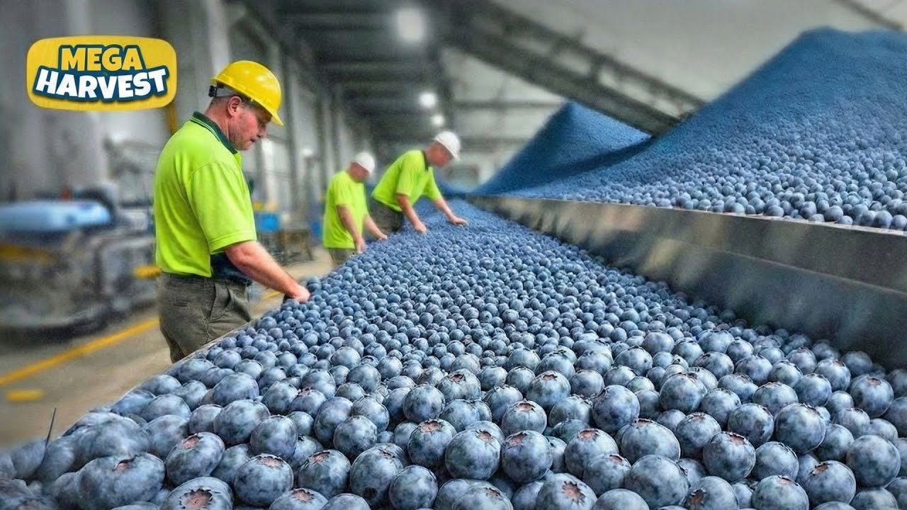 Inside the Blueberry Mega Farm: From Mega Farm to Supermarket! (Full Process)
