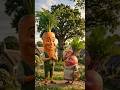 gajar aur shalgam Ka Pyar, shorts video, #trending #omtek #viral #sabji #aivideo #ai #aishorts
