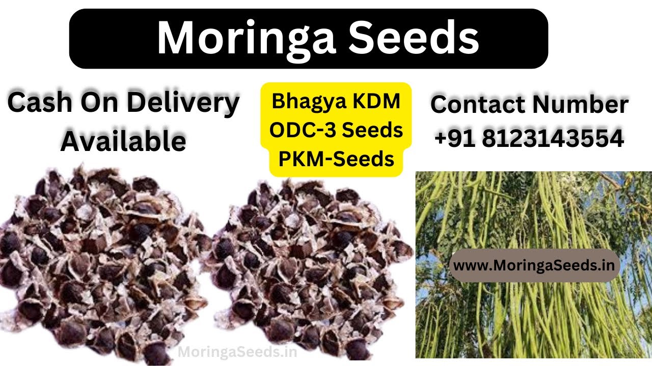 Best Quality Moringa Seeds for Plantation | Call +91 8123143554  All Over india COD Available