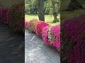 Blossoms #beautiful #shorts