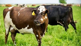 Ukuphupha Inkomo Dreaming Of Cow Sichaza Amaphupho