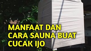 CARA SAUNA BUAT BURUNG CUCAK IJO DENGAN BERBAGAI METODE