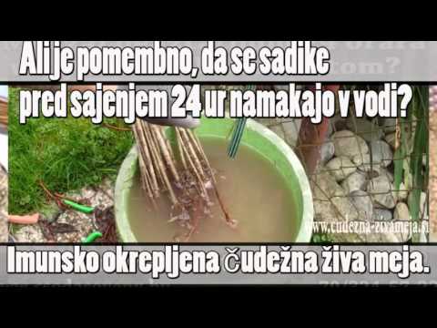 Video: Ali je prunus laurocerasus rotundifolia strupen?