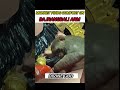 Monkey Finds Comfort on Bajrangbali's Arm #hanuman #comfortzone #money #emotionalshorts
