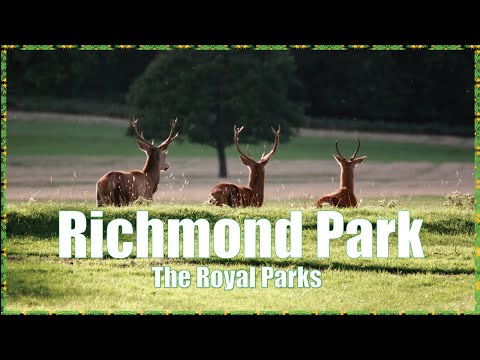 Richmond Circular Walk: Exploring Nature and History in London | Hiking UK 🇬🇧