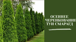 видео: ОСЕННЕЕ ЧЕРЕНКОВАНИЕ ТУИ СМАРАГД 20 октября 2023 г. картинка: ОСЕННЕЕ ЧЕРЕНКОВАНИЕ ТУИ СМАРАГД 20 октября 2023 г.