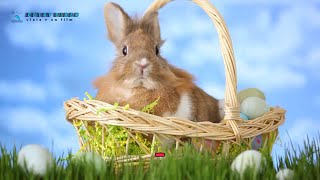 HAPPY EASTER 🐰🐇