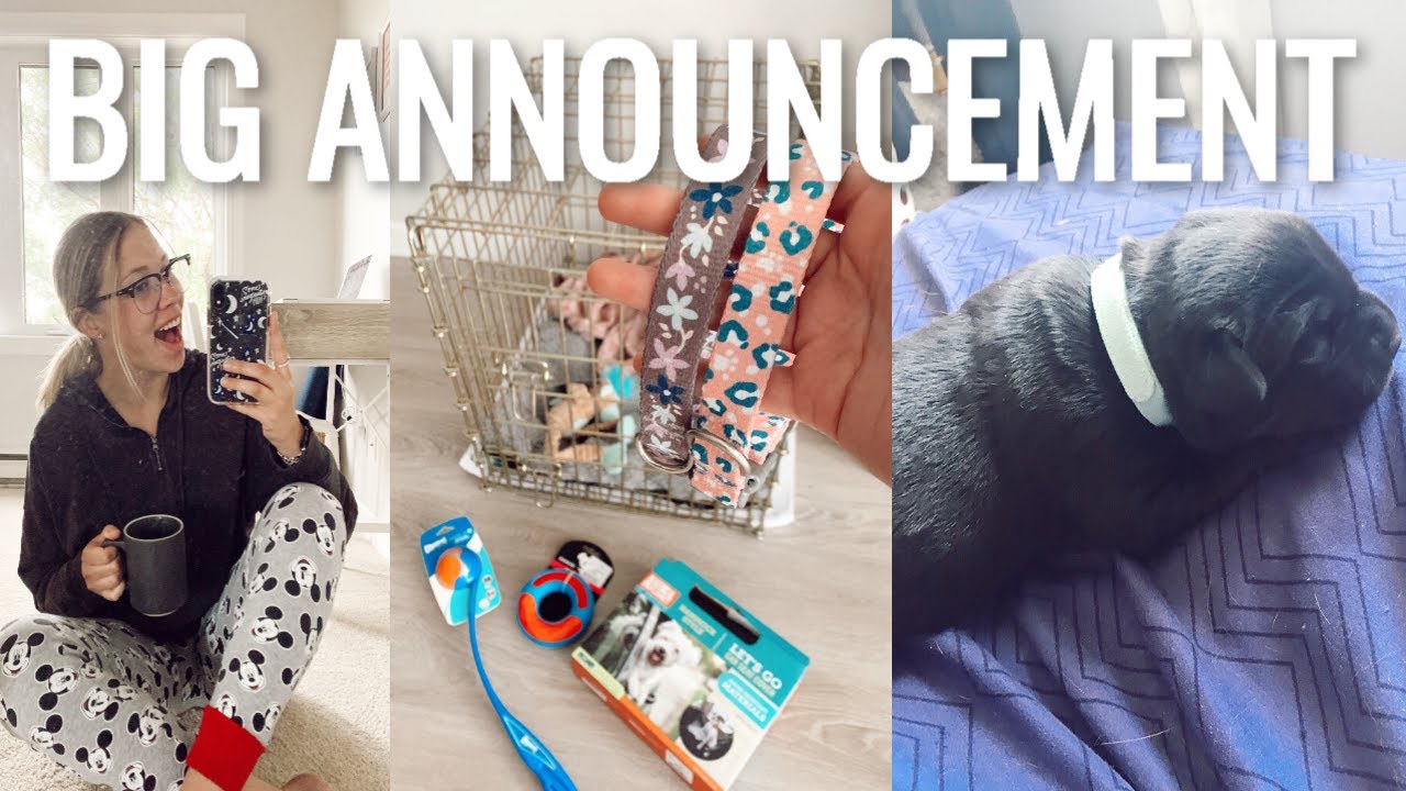 VLOG we're getting a puppy, pet store essentials haul + productive