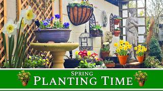 💐 Planting Time -  David Austin Standard Rose & lots of Spring Colour in the Secret Garden💐