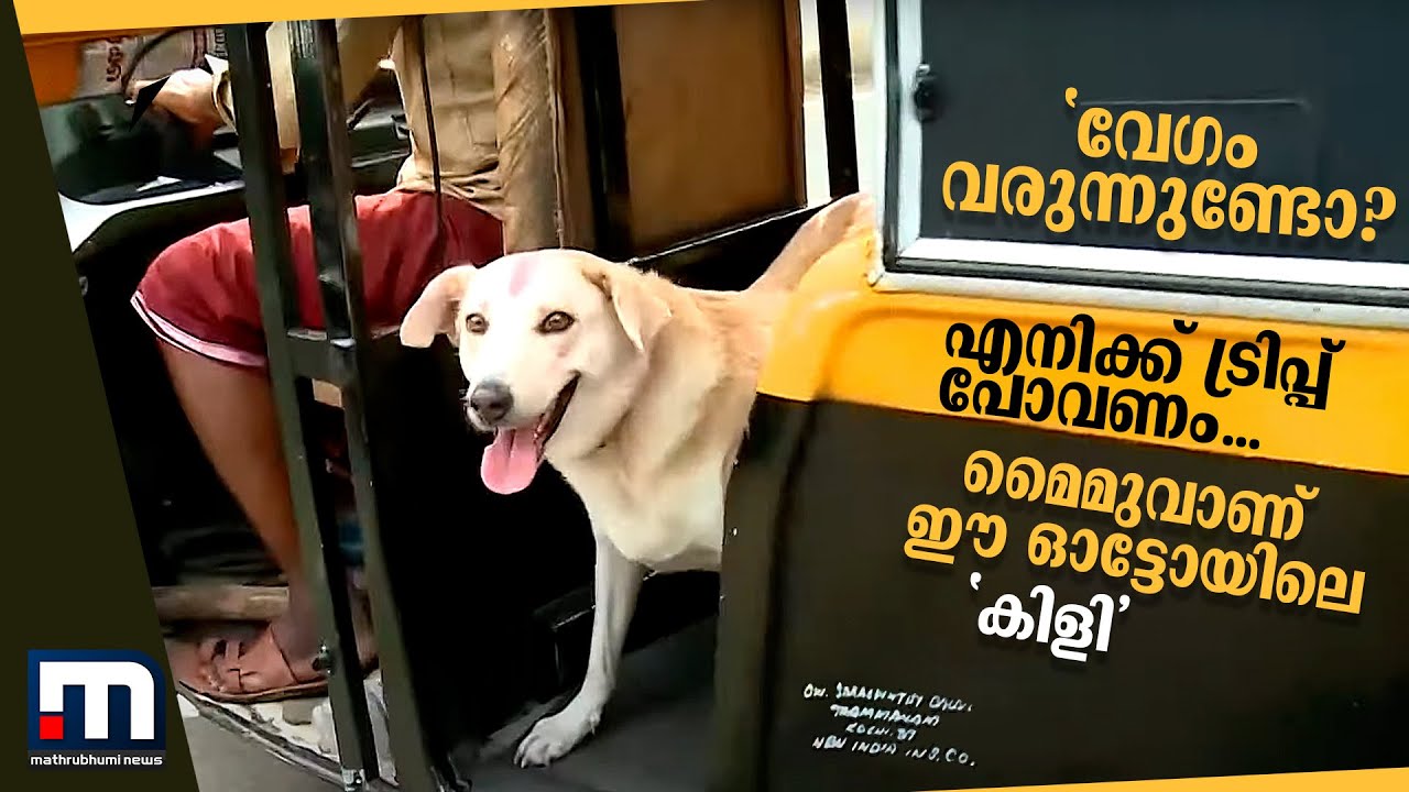 'വേഗം വരുന്നുണ്ടോ? എനിക്ക് ട്രിപ്പ് പോവണം'; ഈ ഓട്ടോയ്ക്ക് മൈമുവാണ് 'കിളി' | Pet Dog | Dog Lover |