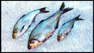 Three Catfish Baits Every Fisherman Must Have