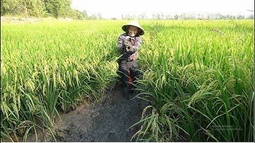 111 / Tát mương bắt cá mùa lúa chín | Catch fish