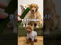キュウリを美味しそうに食べる犬が可愛すぎる!!!【ゴールデンレトリバー・ボーダーコリー】#shorts
