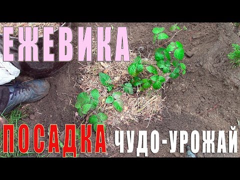 Как правильно сажать ежевику. Чудо-ежевика при правильной посадке.