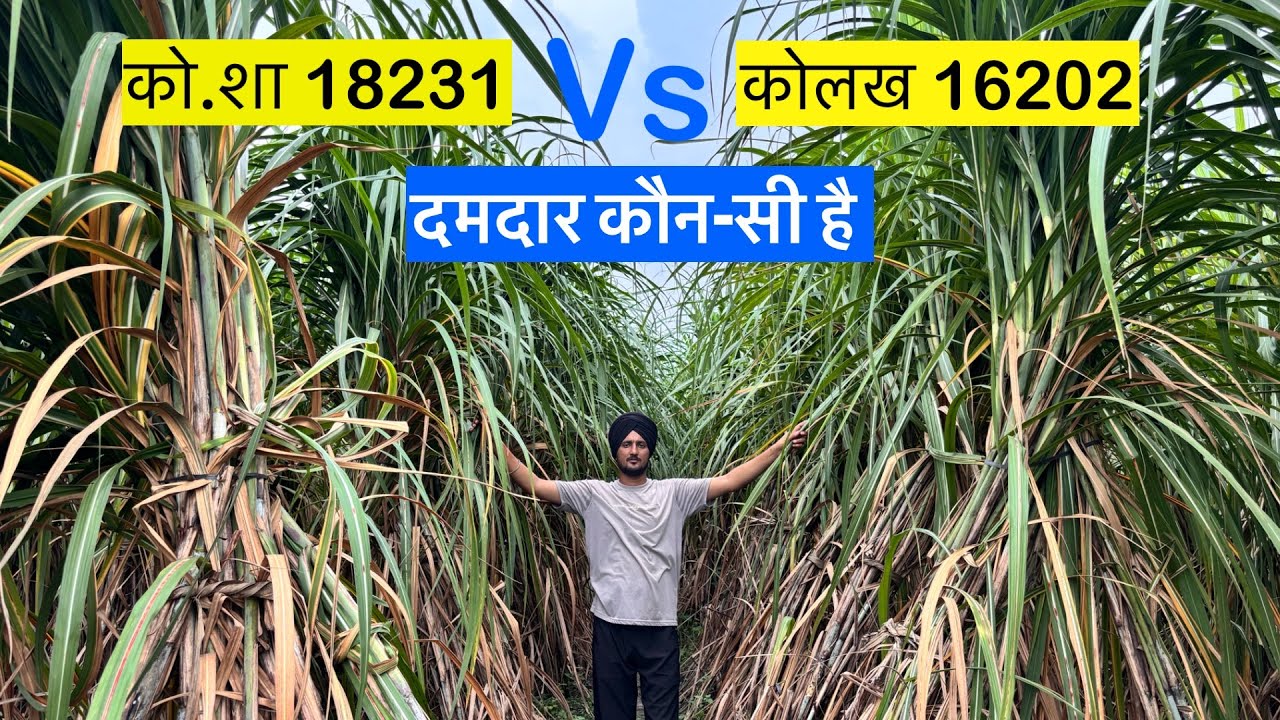 18231 व 16202 दोनों में बेहतर और दमदार कौन-सी वैरायटी है ? उत्पादन,रोग, वज़न, लागत 