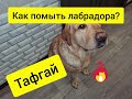 Лабрадор Тафгай | Как помыть собаку. Лабрадор ретривер купается.