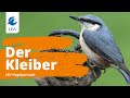 Der Kleiber (Sitta europaea) - Steckbrief mit Gesang. Vogelarten kennen lernen mit den Experten!
