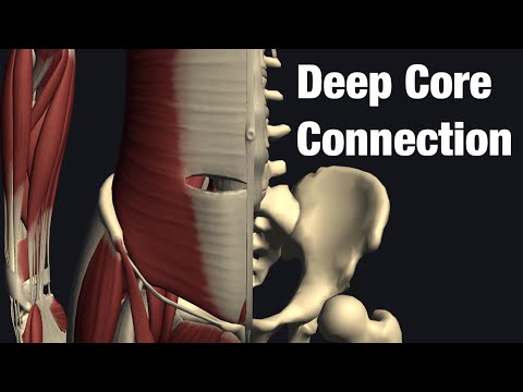 Anatomical connections of core muscles (English)