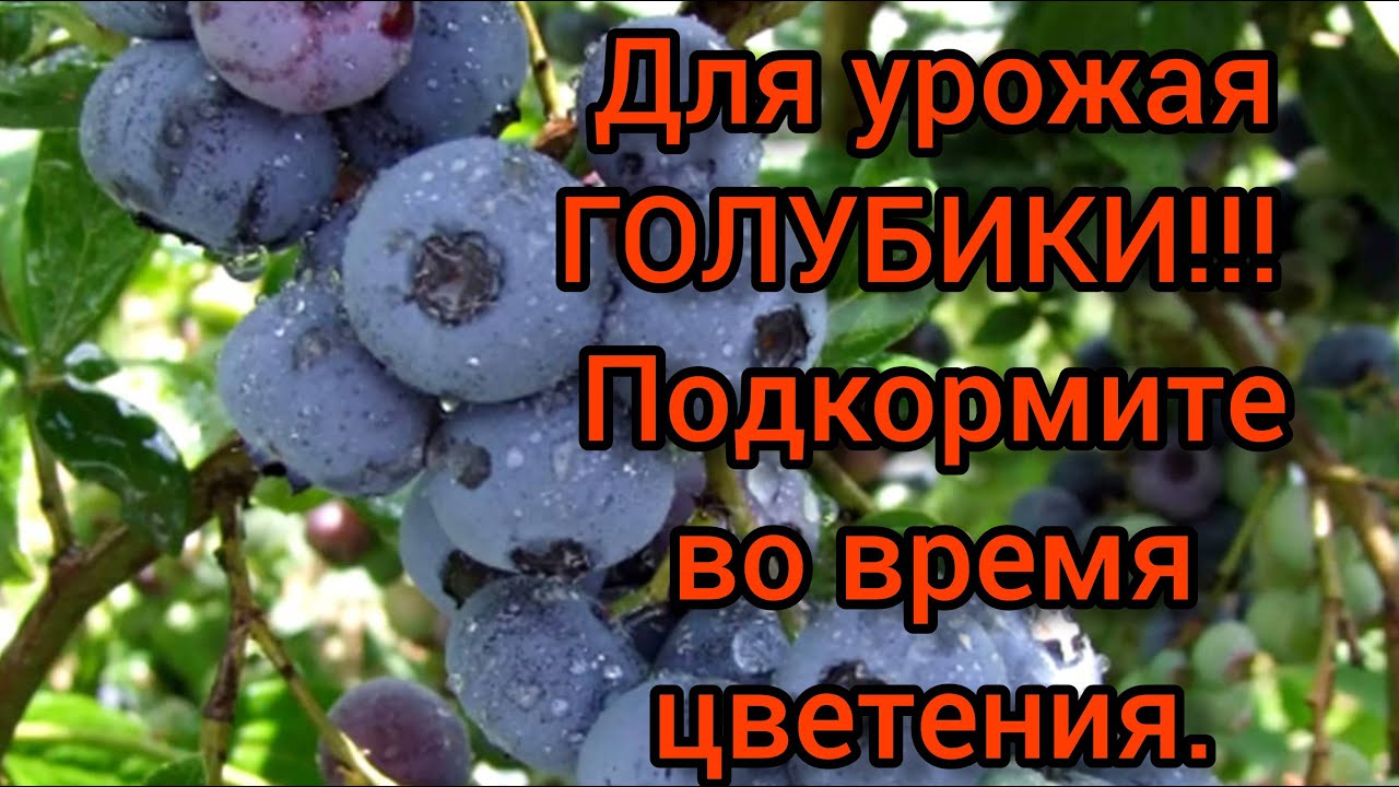 Чем удобрять голубику весной. Голубика подкормить. Голубика в период цветения. Таблица цветения голубики. Чем подкормить голубику весной.