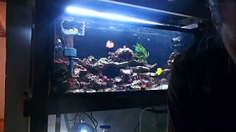 fish youtube
