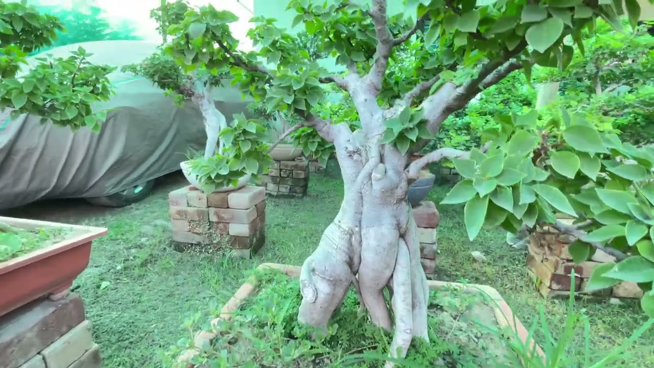 Beautiful Bougainville Bonsai Collection || BonsaiGardenNursery || Contact Now 👇