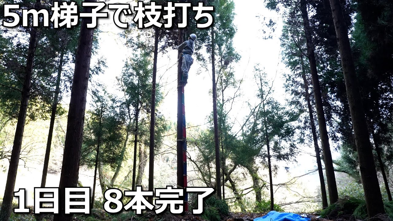 枝打ち初日3 8本完了【2024年12月20日】