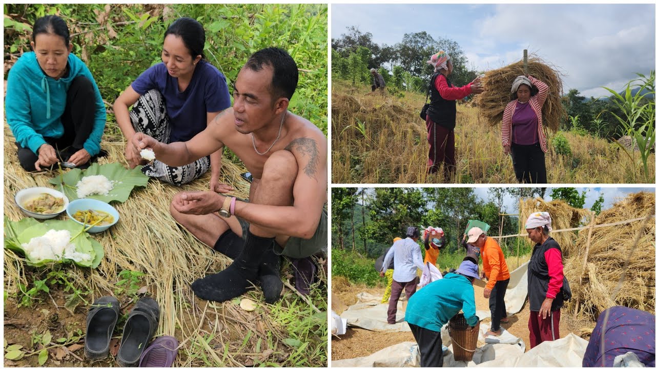 making rice in farm 😋 no technology but fun 😋 😜 