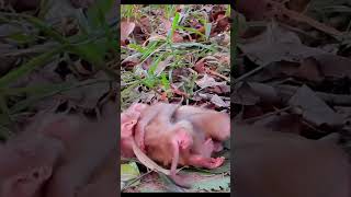 Life of Monkeys: The baby monkeys rely on each other when their mother is gone. Profile