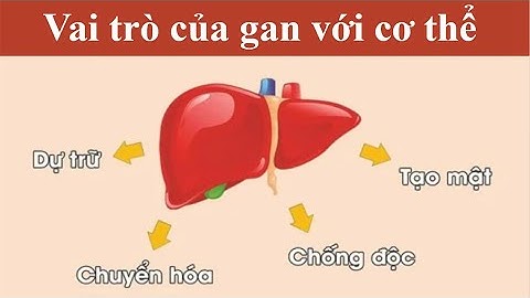 Vai trò của gan trong tiêu hóa sinh 8 năm 2024