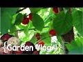 July in the Garden ║ Large Family Garden Vlog │ 2018 Ep. 4