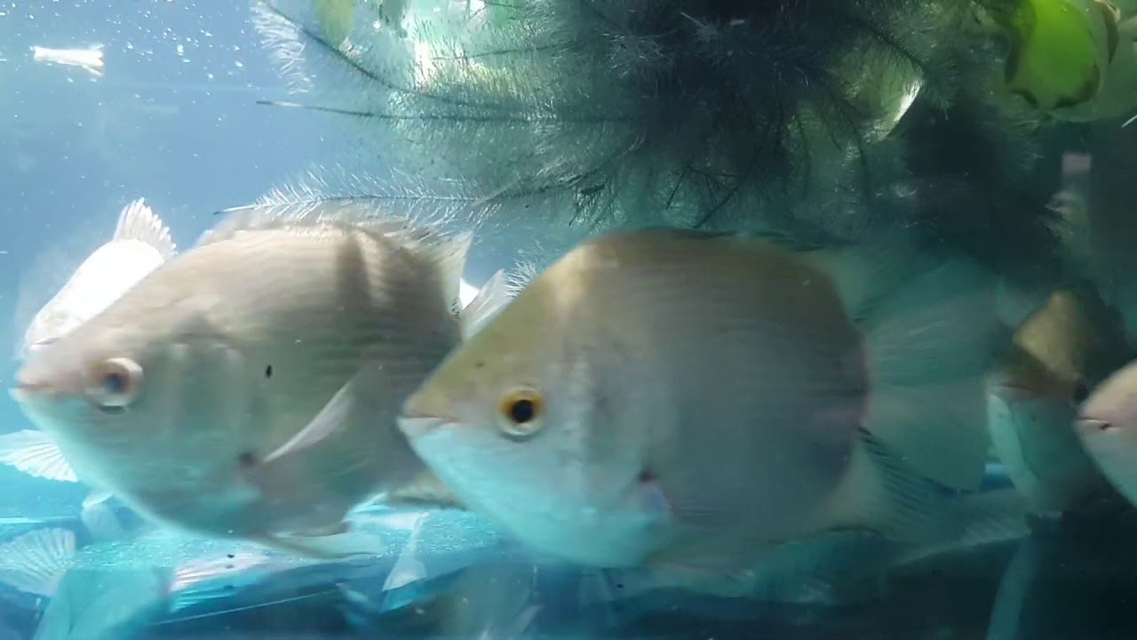 Ikan Tembakang, Ikan Biawan