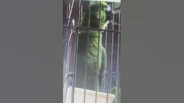 تعليم الطيور سورة الكوثر والإخلاص