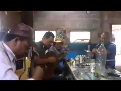 Ninho de Andorinha