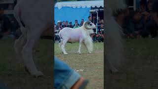 Download Lagu 😎😎😎 #dombagarut #goat #domba #cungurfotret #sukadombaofficial #sheep #shorts MP3