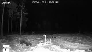 Download Lagu Ulv vs jerv MP3