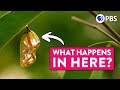 The Truth About Butterfly Metamorphosis (It&#39;s VERY WEIRD)