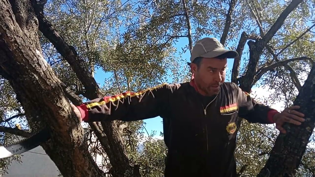 شاهدو معنا تقليم أشجار الزيتون في البوادي المغربية 🇲🇦🇲🇦