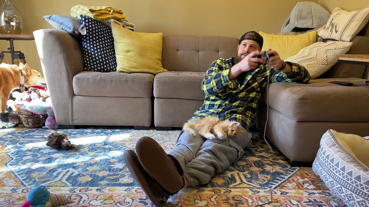 Dog And Cat Try Hard To Grab Their Owner's Attention While He Plays Video Game - 1185056