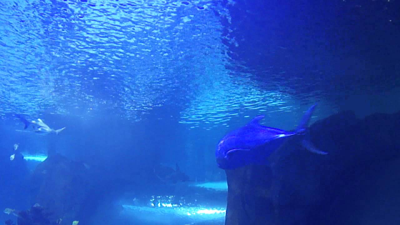Newport Kentucky aquarium YouTube