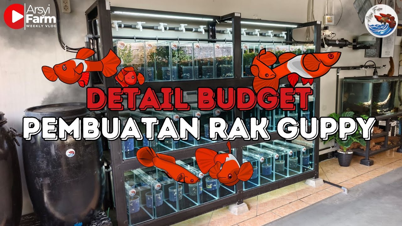 LO HARUS TAU SEBELUM BUAT RAK GUPPY + FULL SET UP NYA‼️