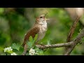 Bird Sound Ringtone ।। Best Bird Ringtone