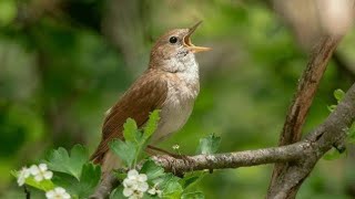 Nada Dering Suara Burung Nada Dering Burung Terbaik