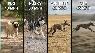 Dog Breeds Ranked By Speed: From Slowest To Fastest