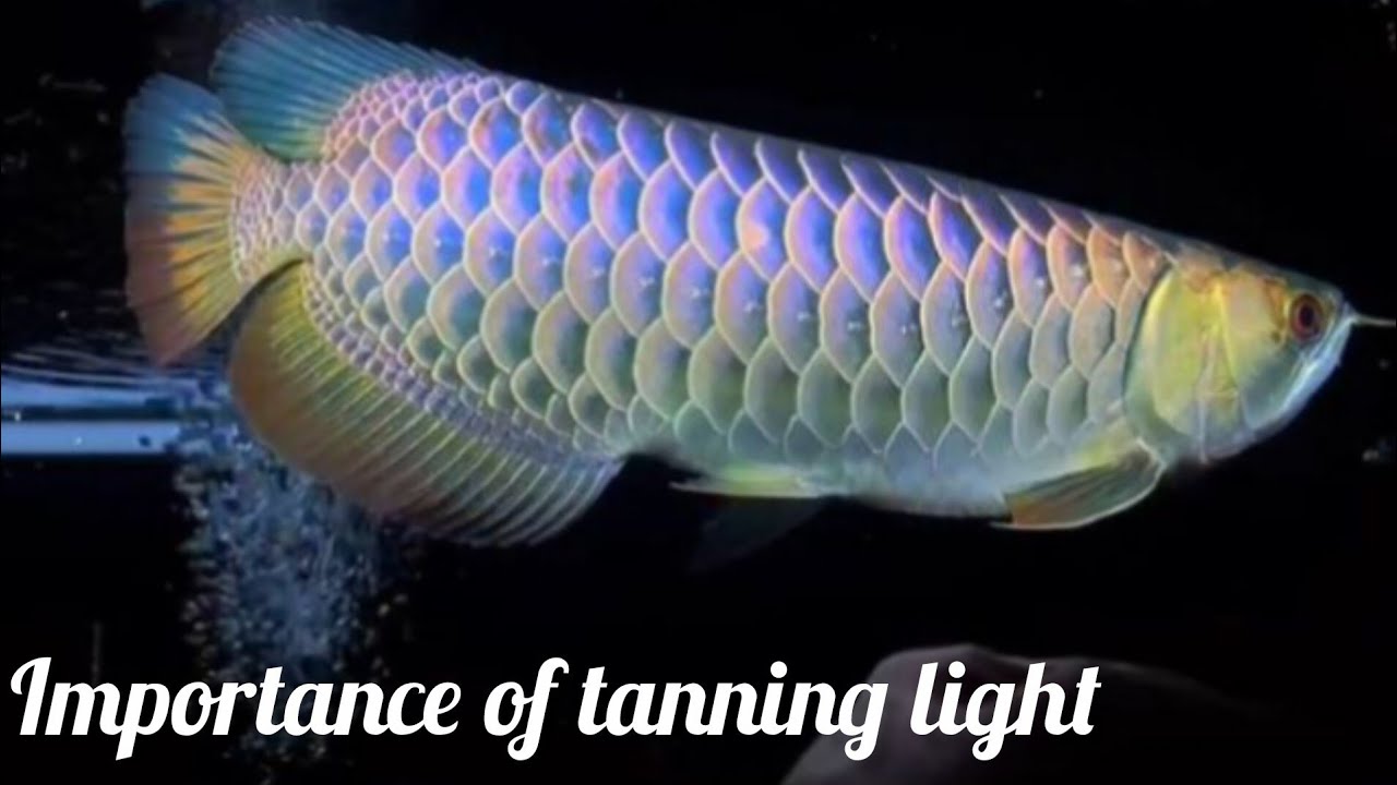 ピ*ト様 AROWANA TANNING LIGHT テンニング How Tanning Lights Transform Arowana Breeding Success. - YouTube