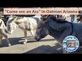 Come See an Ass in Oatman AZ 2021