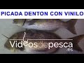VIDEOS DE PESCA: Pesca de Dentón con 2 Señuelos de Vinilo a Currican de fondo 2018