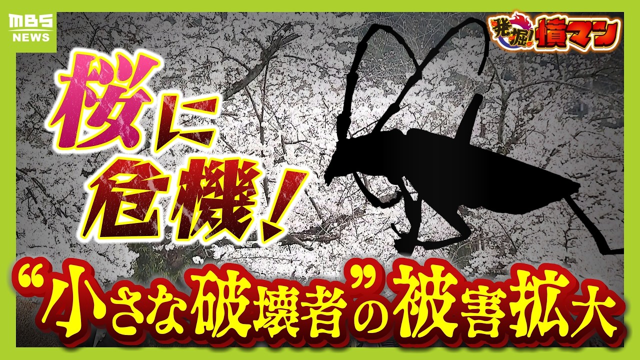 虫 ウイルスの甲虫 (Virus Beetle) · Foundations Jumpstart (J25) #509