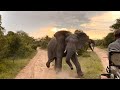 Elephant vs Safari Guide | Big 5 | Africa Wildlife